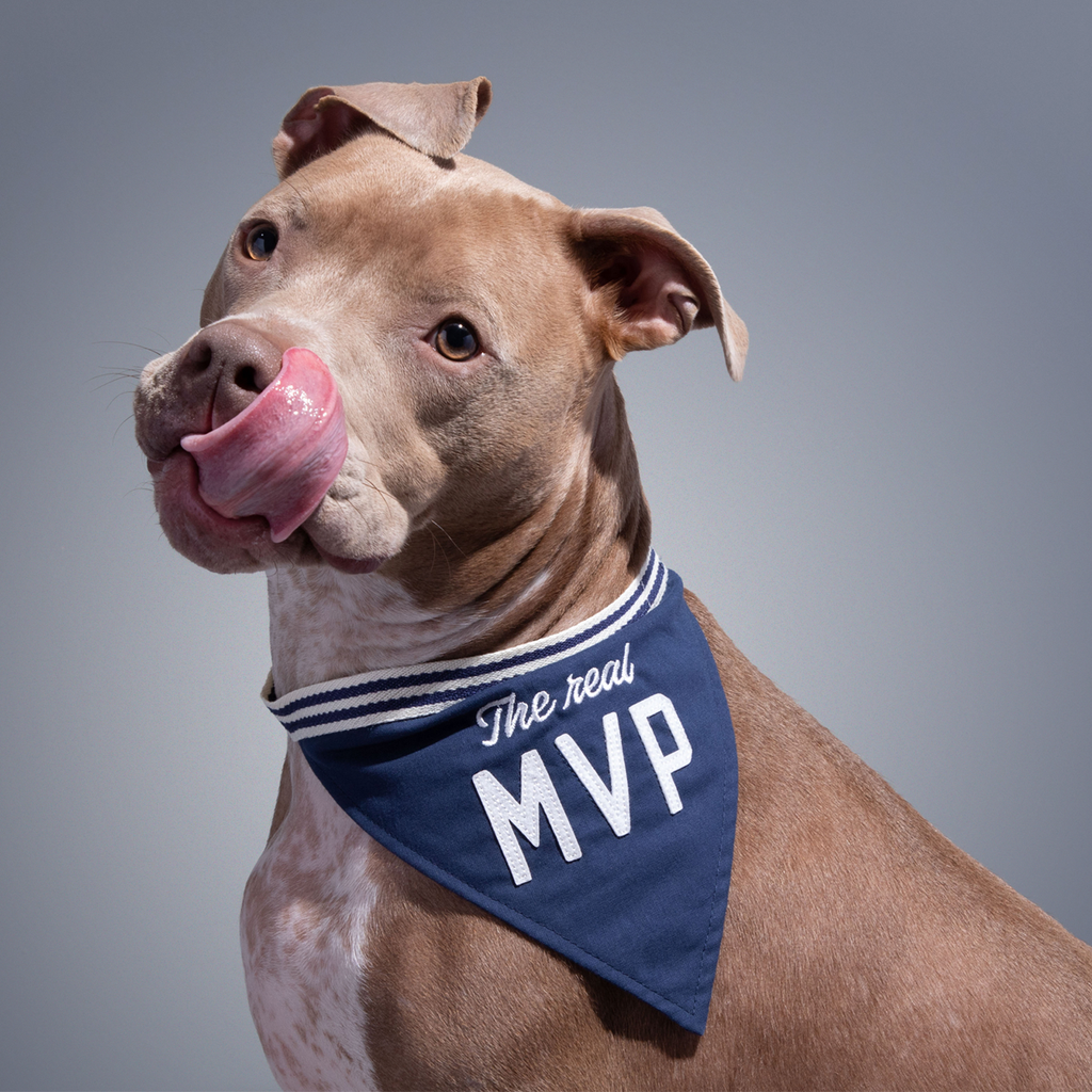 NFL Cincinatti Bengals Bandana Accessories, In Dog We Trust 