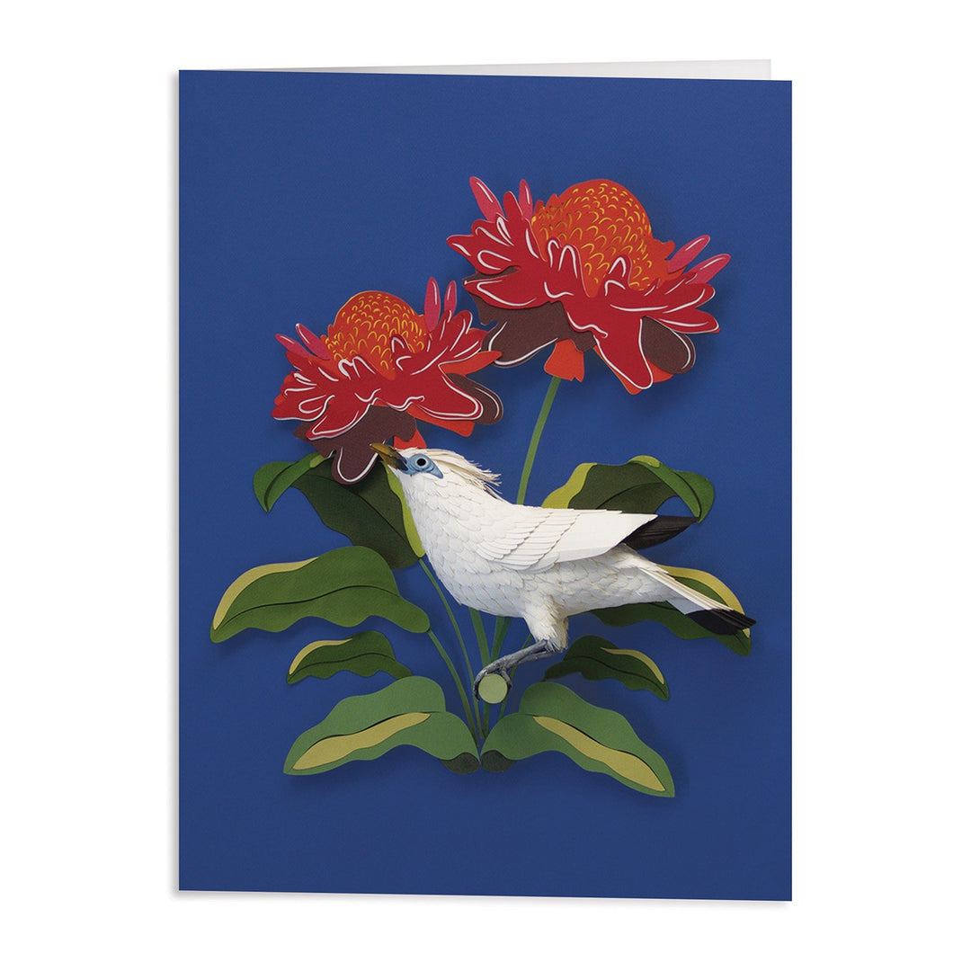 Birds of the World Greeting Card Assortment Greeting Cards Diana Beltran Herrera Collection 