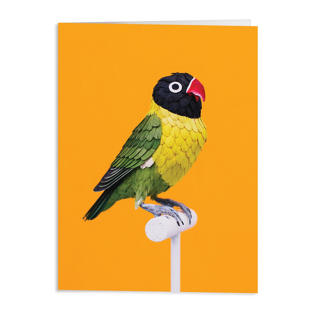 Birds of the World Greeting Card Assortment Greeting Cards Diana Beltran Herrera Collection 