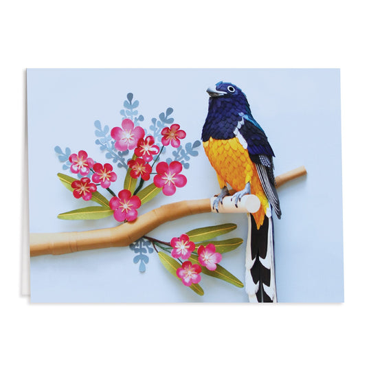 Birds of the World Greeting Card Assortment Greeting Cards Diana Beltran Herrera Collection 