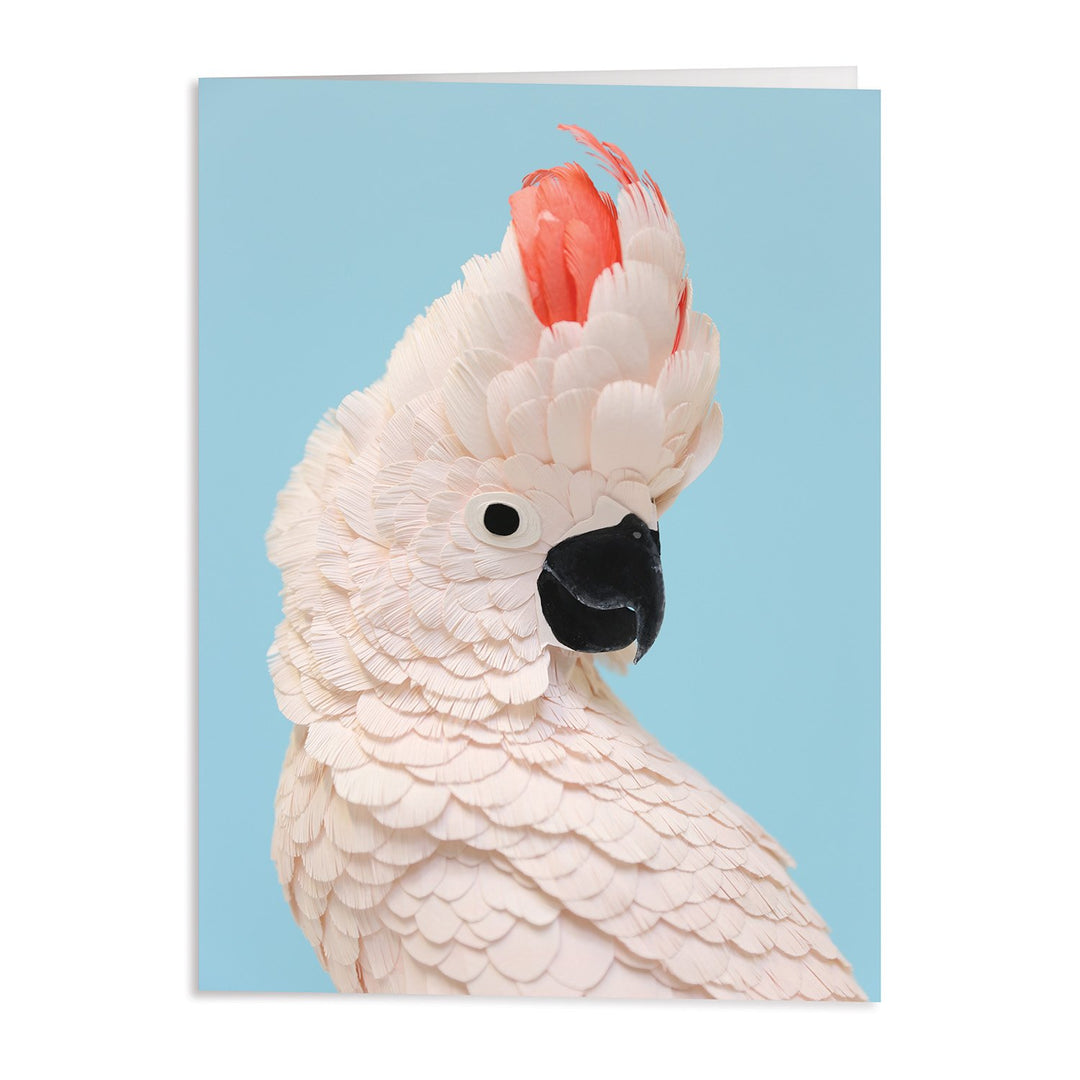 Birds of the World Greeting Card Assortment Greeting Cards Diana Beltran Herrera Collection 