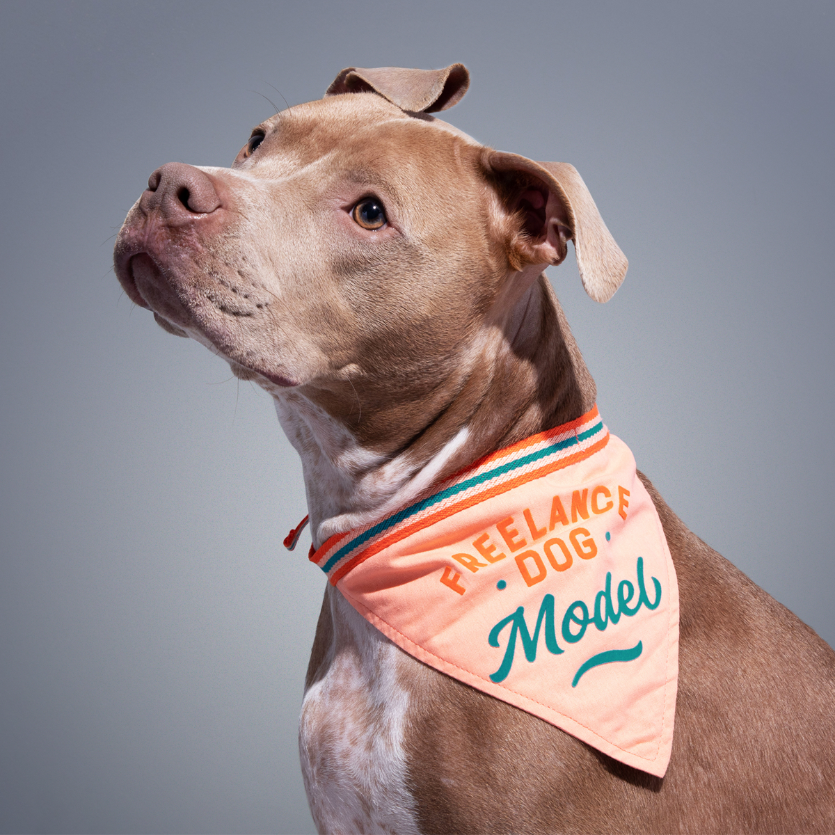 Freelance Dog Model Dog Bandana