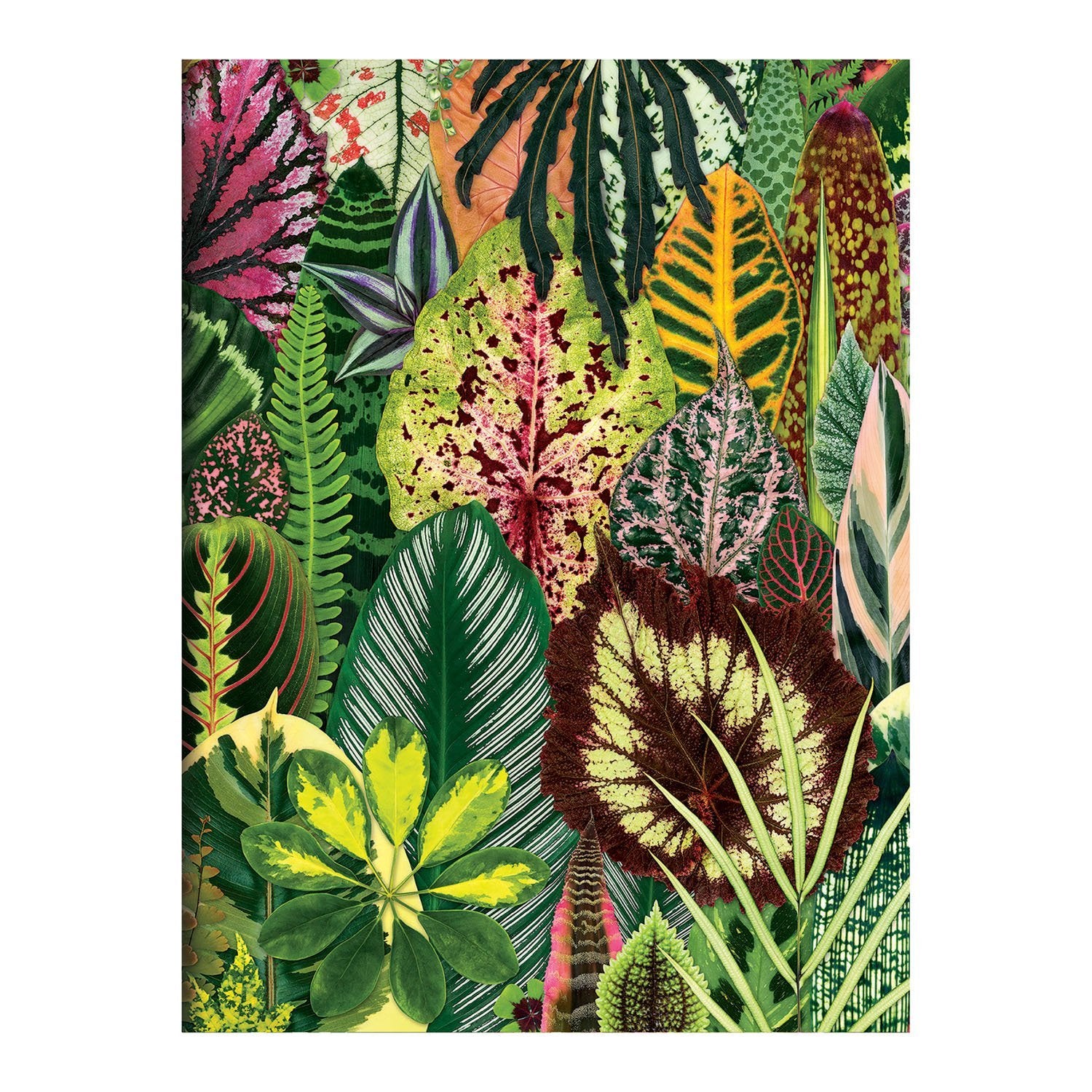 Houseplant Jungle Greeting Assortment Notecards | Galison