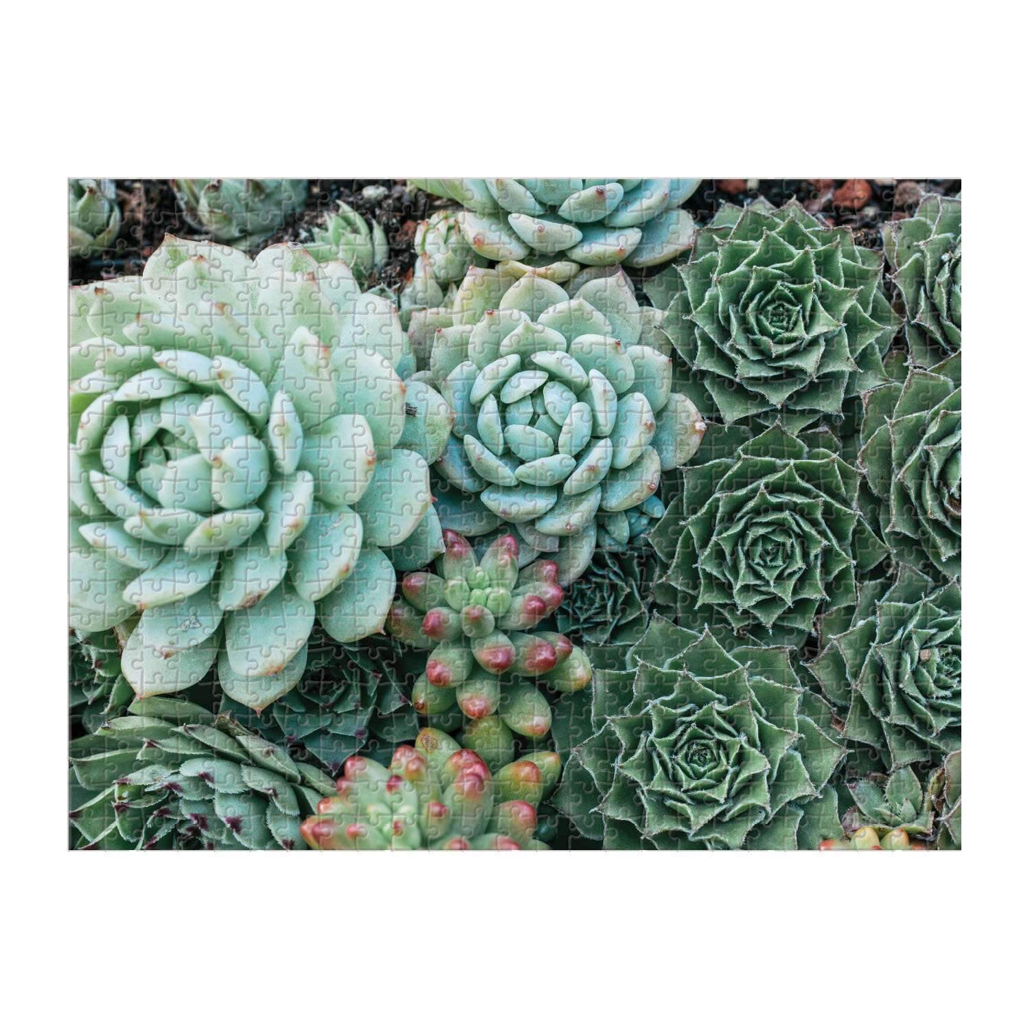 Succulent Garden 2-Sided 500 Piece Puzzle | Galison